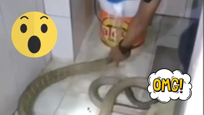 Man Giving Bath to Huge Snake Leaves Internet Horrified. Watch video