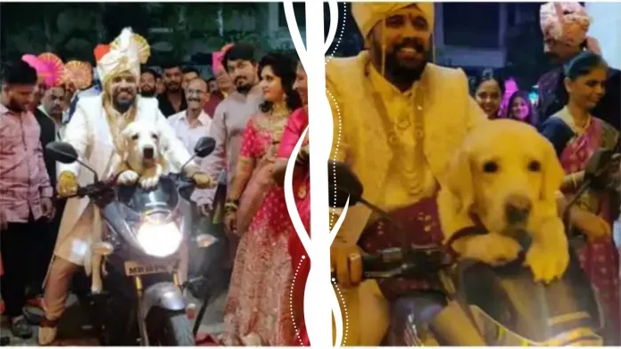 Groom enters wedding venue in SWAG, rides bike with his pet dog- Watch Video