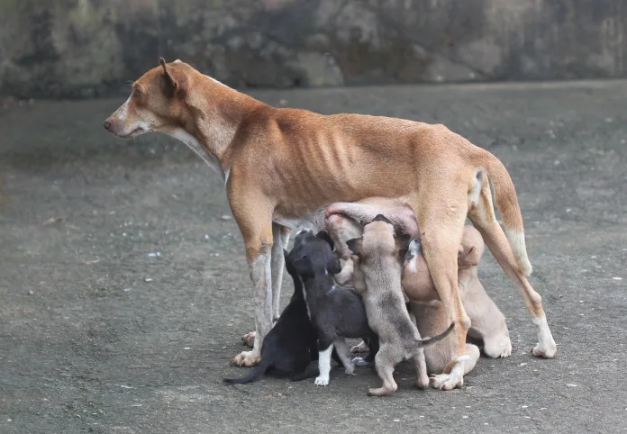 dogs pregnancy